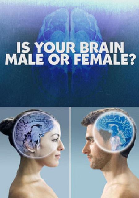 你的大脑是男性还是女性海报